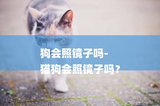 狗會照鏡子嗎-
貓狗會照鏡子嗎？