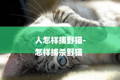 人怎樣捕野貓-
怎樣捕殺野貓