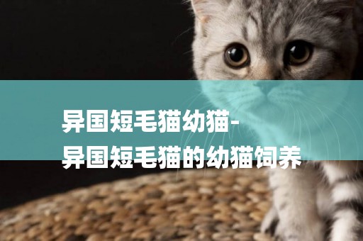 異國短毛貓幼貓-
異國短毛貓的幼貓飼養