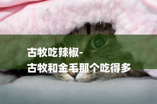 古牧吃辣椒-
古牧和金毛那個吃得多