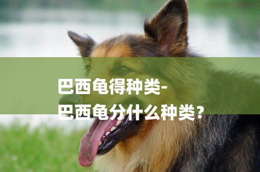 巴西龜得種類-
巴西龜分什么種類？