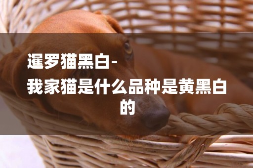 暹羅貓黑白-
我家貓是什么品種是黃黑白的