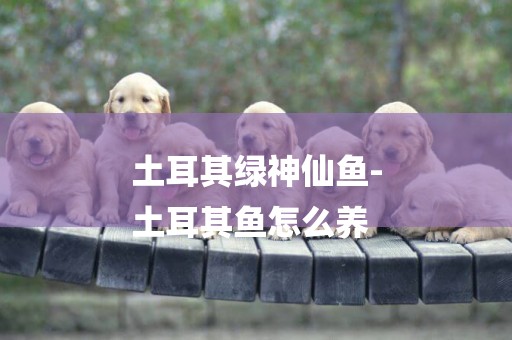 土耳其綠神仙魚-
土耳其魚怎么養