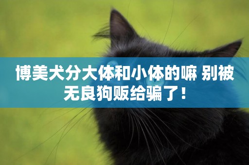博美犬分大體和小體的嘛 別被無良狗販給騙了! 博美犬分大體和小體的嘛 別被無良狗販給騙了!