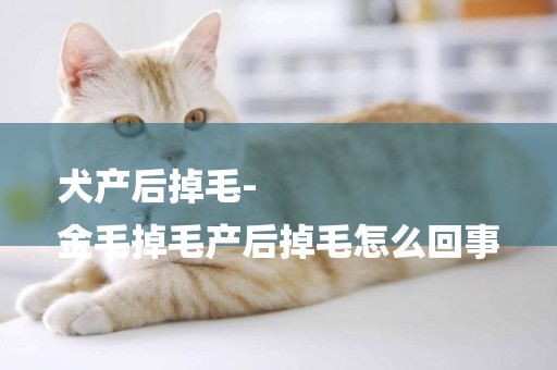 犬產后掉毛-
金毛掉毛產后掉毛怎么回事