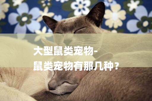 大型鼠類寵物-
鼠類寵物有那幾種？