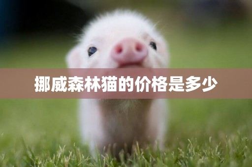 挪威森林貓的價格是多少