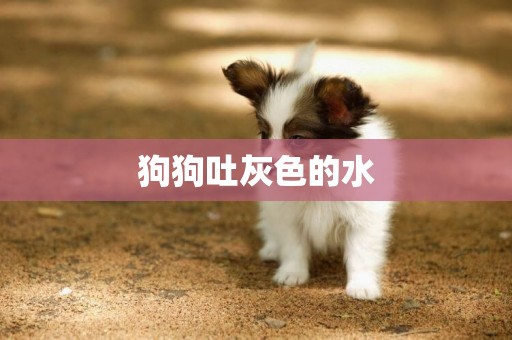 狗狗吐灰色的水