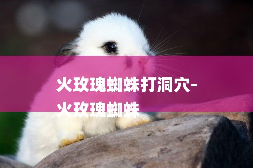 火玫瑰蜘蛛打洞穴-
火玫瑰蜘蛛
