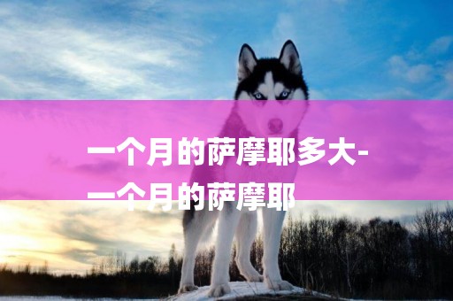 一個月的薩摩耶多大-
一個月的薩摩耶