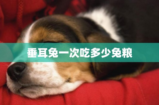 垂耳兔一次吃多少兔糧