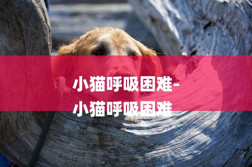 小貓呼吸困難-
小貓呼吸困難