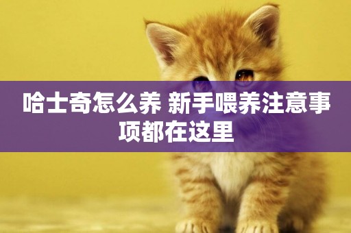 哈士奇怎么養 新手喂養注意事項都在這里