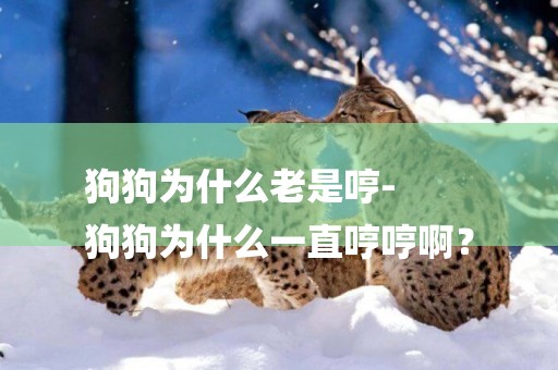 狗狗為什么老是哼-
狗狗為什么一直哼哼啊？