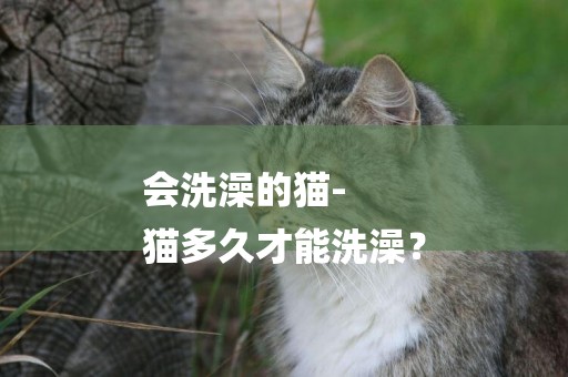會洗澡的貓-
貓多久才能洗澡？