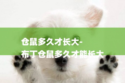 倉鼠多久才長大-
布丁倉鼠多久才能長大