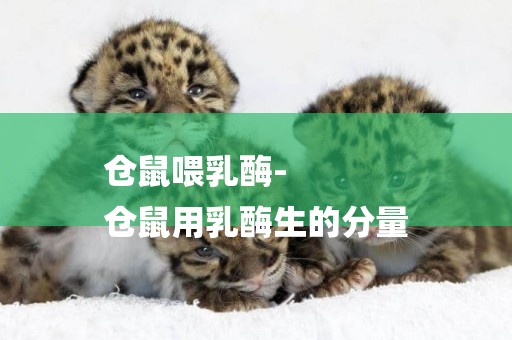 倉鼠喂乳酶-
倉鼠用乳酶生的分量