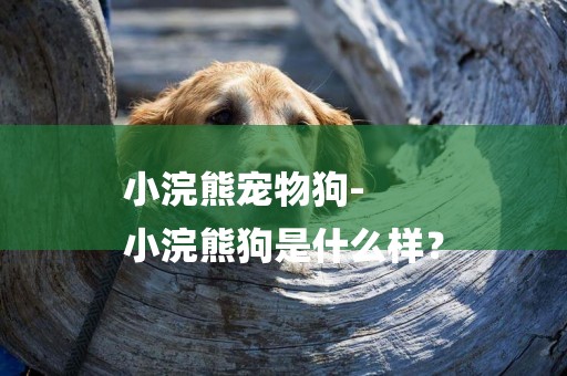 小浣熊寵物狗-
小浣熊狗是什么樣？