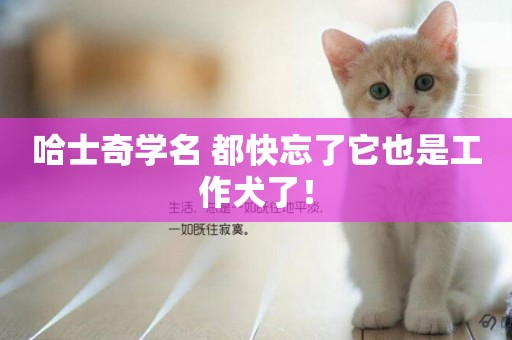 哈士奇學名 都快忘了它也是工作犬了！
