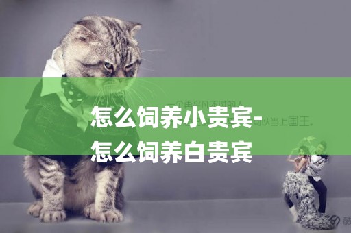 怎么飼養小貴賓-
怎么飼養白貴賓