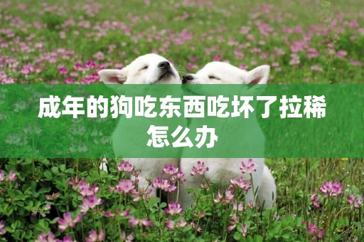 成年的狗吃東西吃壞了拉稀怎么辦