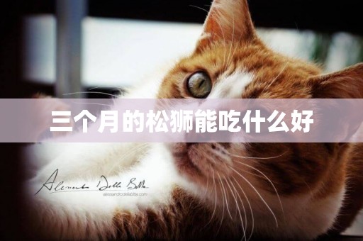 三個月的松獅能吃什么好