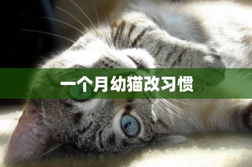 一個月幼貓改習慣