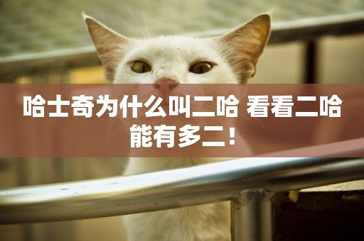 哈士奇為什么叫二哈 看看二哈能有多二！