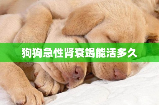 狗狗急性腎衰竭能活多久
