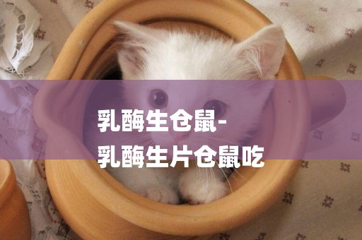 乳酶生倉鼠-
乳酶生片倉鼠吃