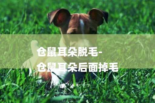 倉鼠耳朵脫毛-
倉鼠耳朵后面掉毛