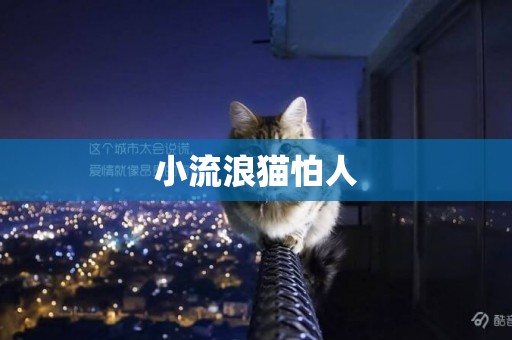 小流浪貓怕人
