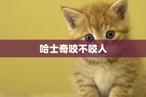 哈士奇咬不咬人