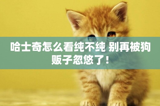 哈士奇怎么看純不純 別再被狗販子忽悠了！