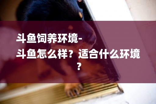 斗魚飼養環境-
斗魚怎么樣？適合什么環境？