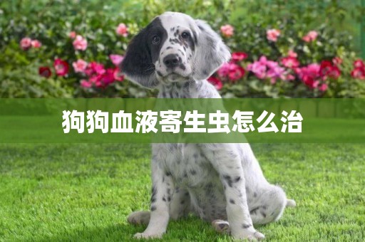 狗狗血液寄生蟲怎么治