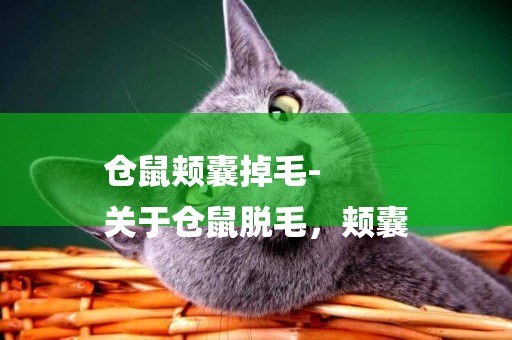 倉鼠頰囊掉毛-
關于倉鼠脫毛，頰囊