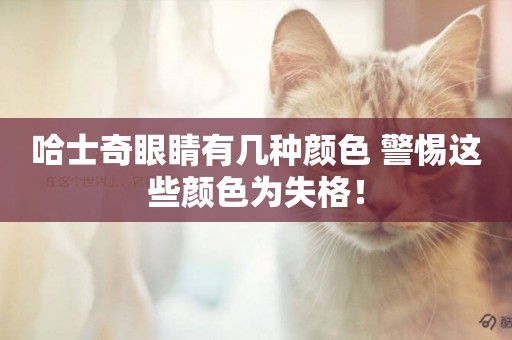 哈士奇眼睛有幾種顏色 警惕這些顏色為失格！
