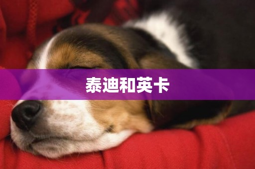 泰迪和英卡