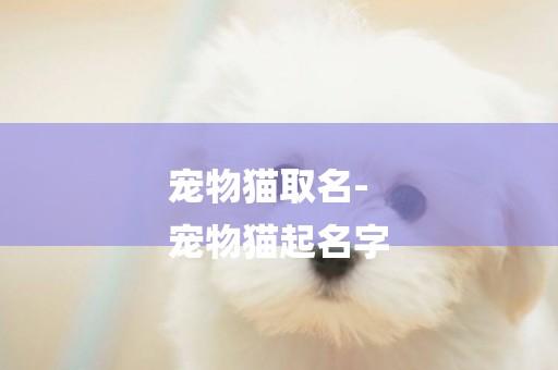 寵物貓取名-
寵物貓起名字