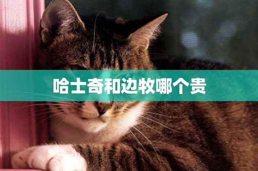 哈士奇和邊牧哪個貴