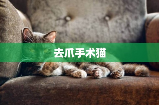 去爪手術貓
