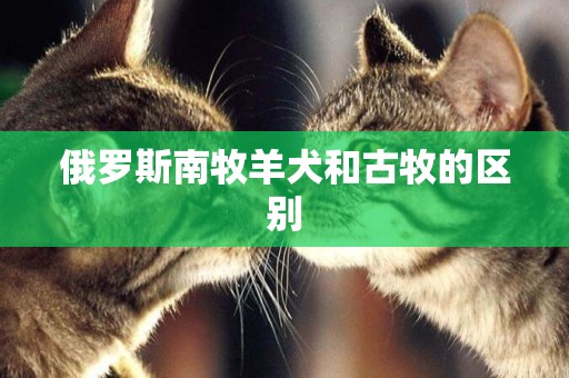 俄羅斯南牧羊犬和古牧的區別
