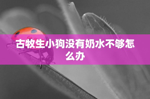 古牧生小狗沒有奶水不夠怎么辦