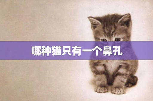 哪種貓只有一個鼻孔
