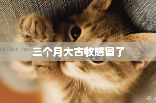 三個月大古牧感冒了