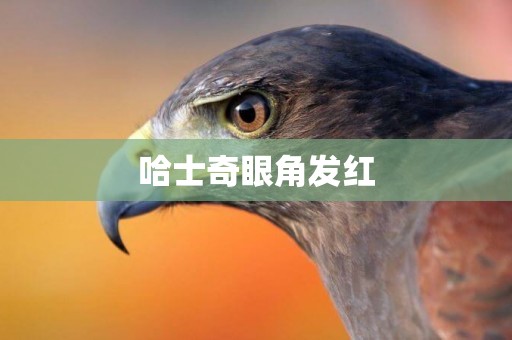 哈士奇眼角發紅
