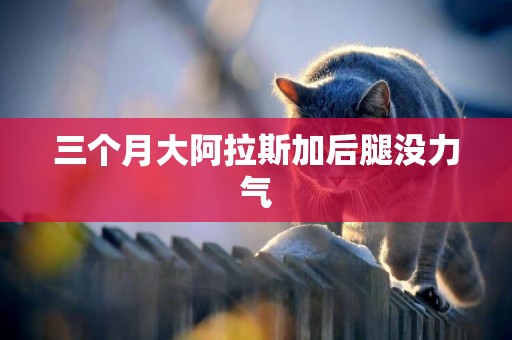 三個月大阿拉斯加后腿沒力氣