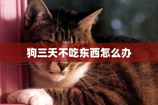 狗三天不吃東西怎么辦