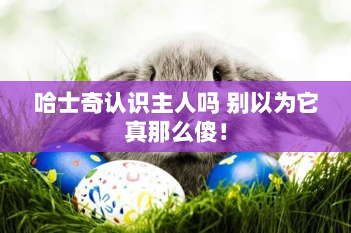 哈士奇認識主人嗎 別以為它真那么傻！